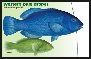 Spearo fined for illegal groper